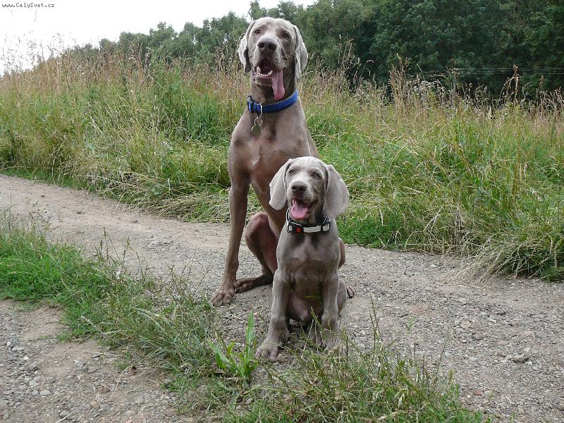 Foto: Faust a Csanto :o)-mal� kopie velk�ho