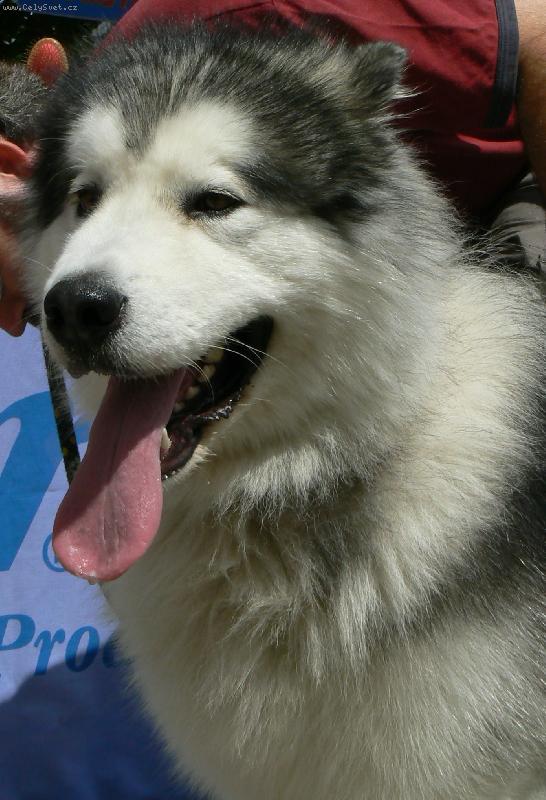 Foto: v�stava Brno 2008