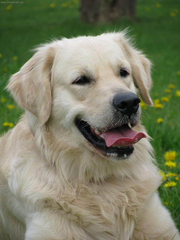Foto: Golden retriever Britt - pampeli�ky-Britte�ek