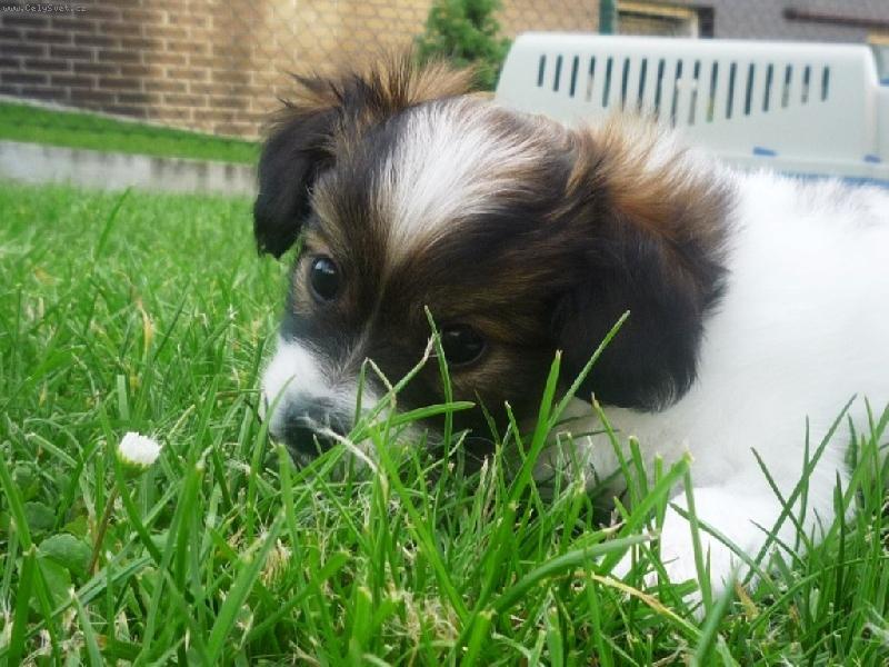 Foto: Arlow Strike Marestel- 6 t�dn�