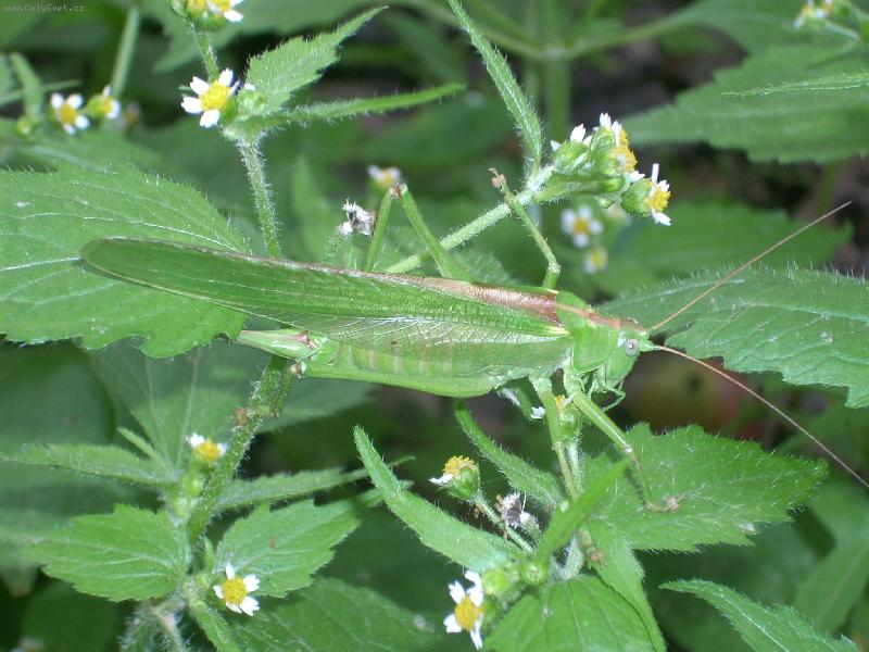 Foto: kon�k v tr�v�-kon�k v tr�v�