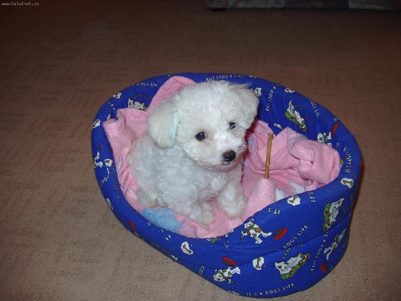 Foto: Arlenka - 8 t�dn�