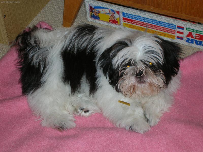 Foto: Shih-tzu Buddy-Buddy�ek m� dobrotku