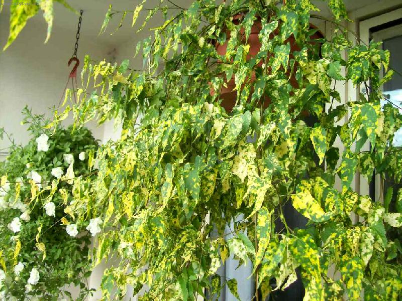 Foto: Mra���k-Mra�n�k08