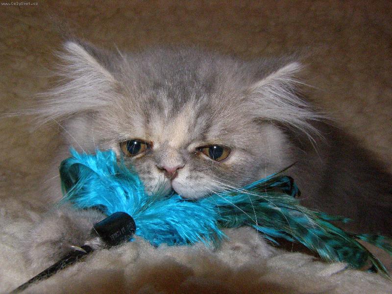 Foto: Ko��tko Maggie