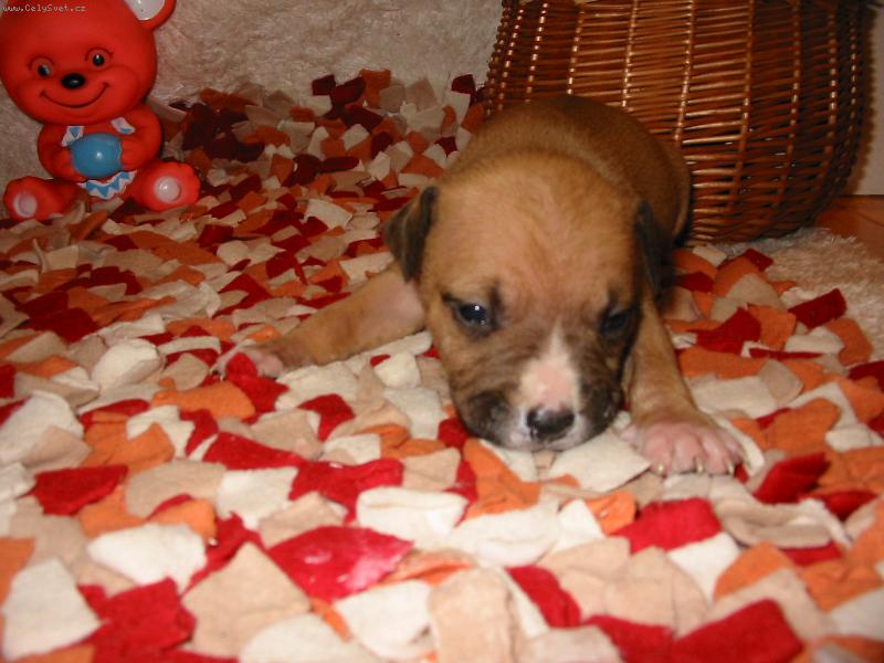 Foto: Stella-M�j mil��ek