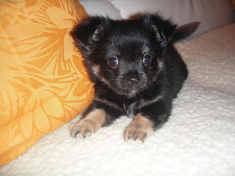 Foto: potomci m�ch mil��k�