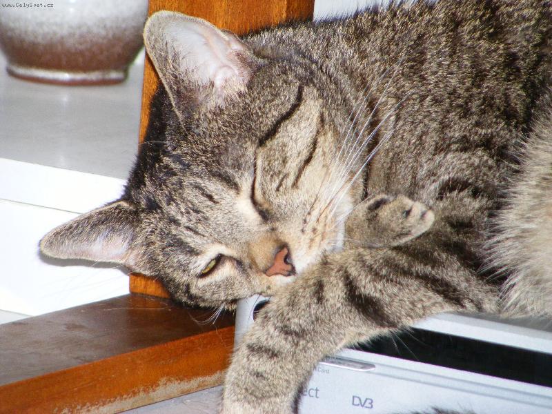 Foto: Kocourek Pep�k po o.