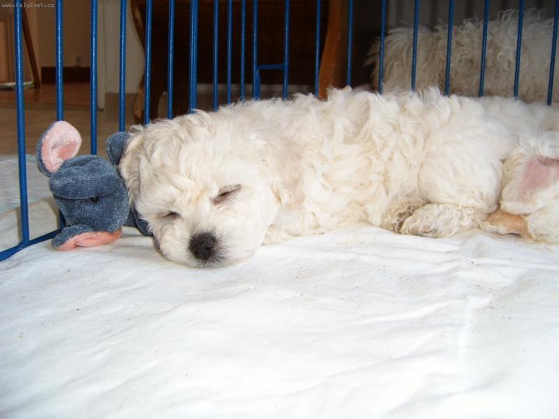 Foto: Honey-spink�