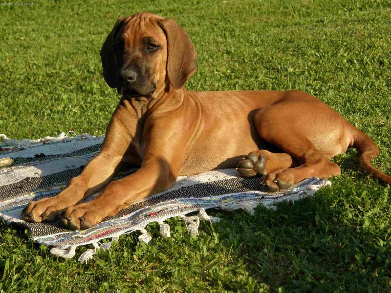 Foto: Novodob� sfinga :-)