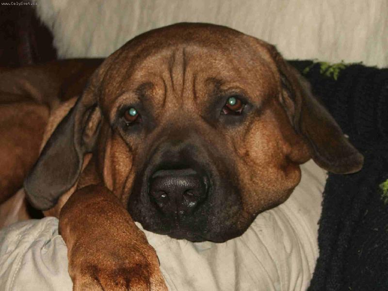 Foto: mazl��ek Rub��ek