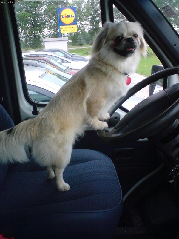 Foto: Pozor, �of�rujem-�a�ko