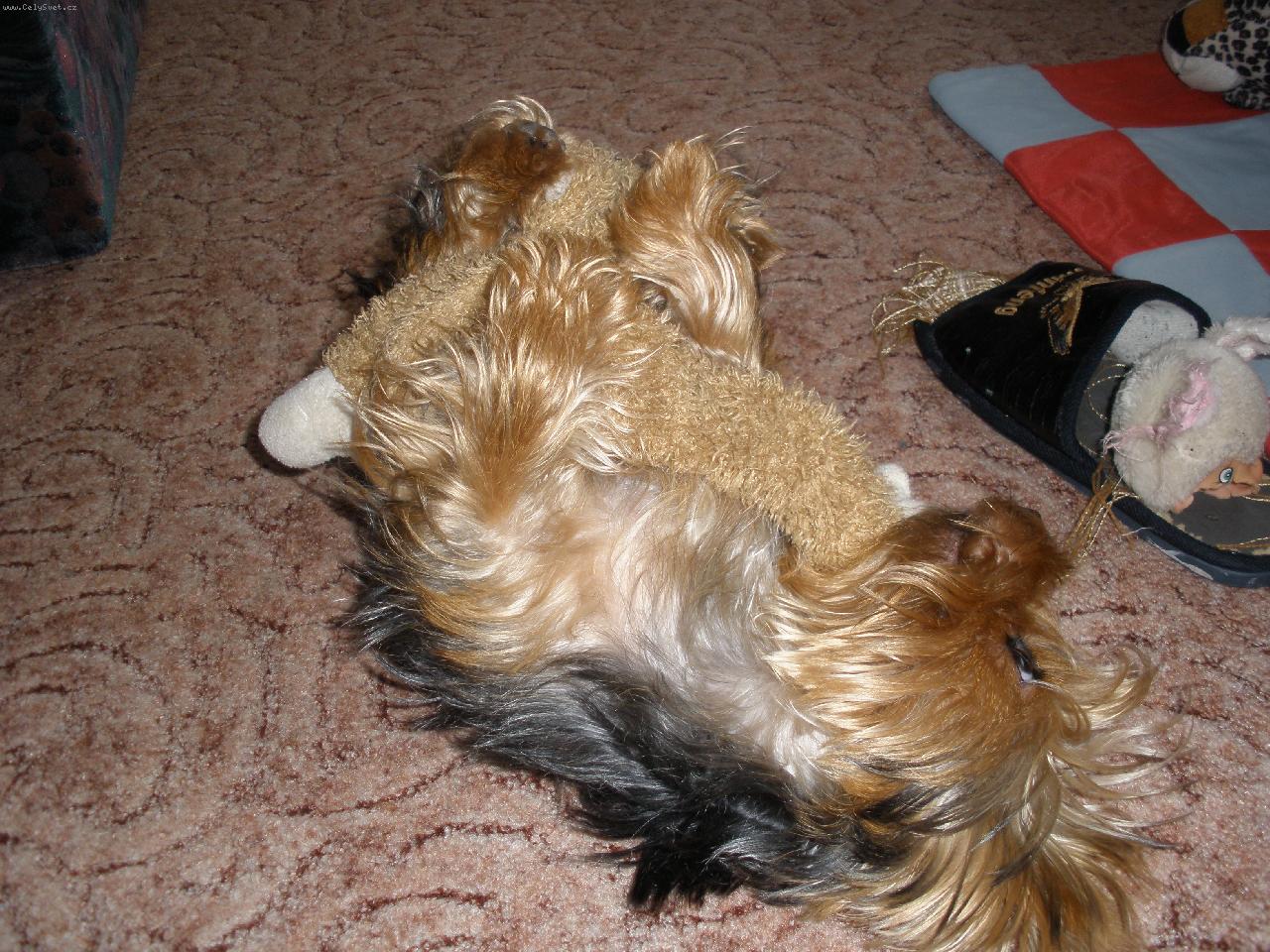 Foto: m�j mil��ek Terry-opi�ka m� p�eprala:)
