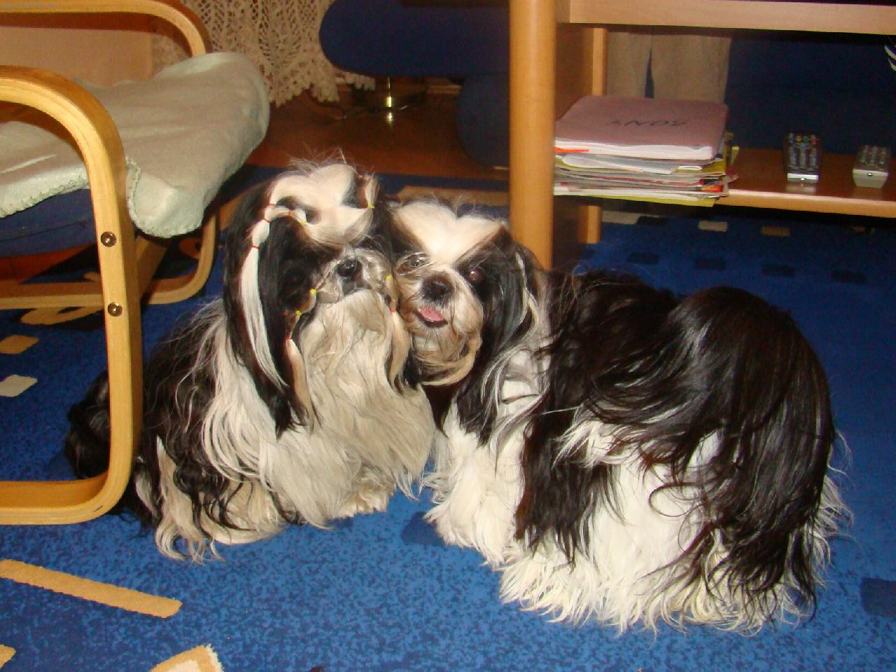 Foto: To je l�ska-p��tel�