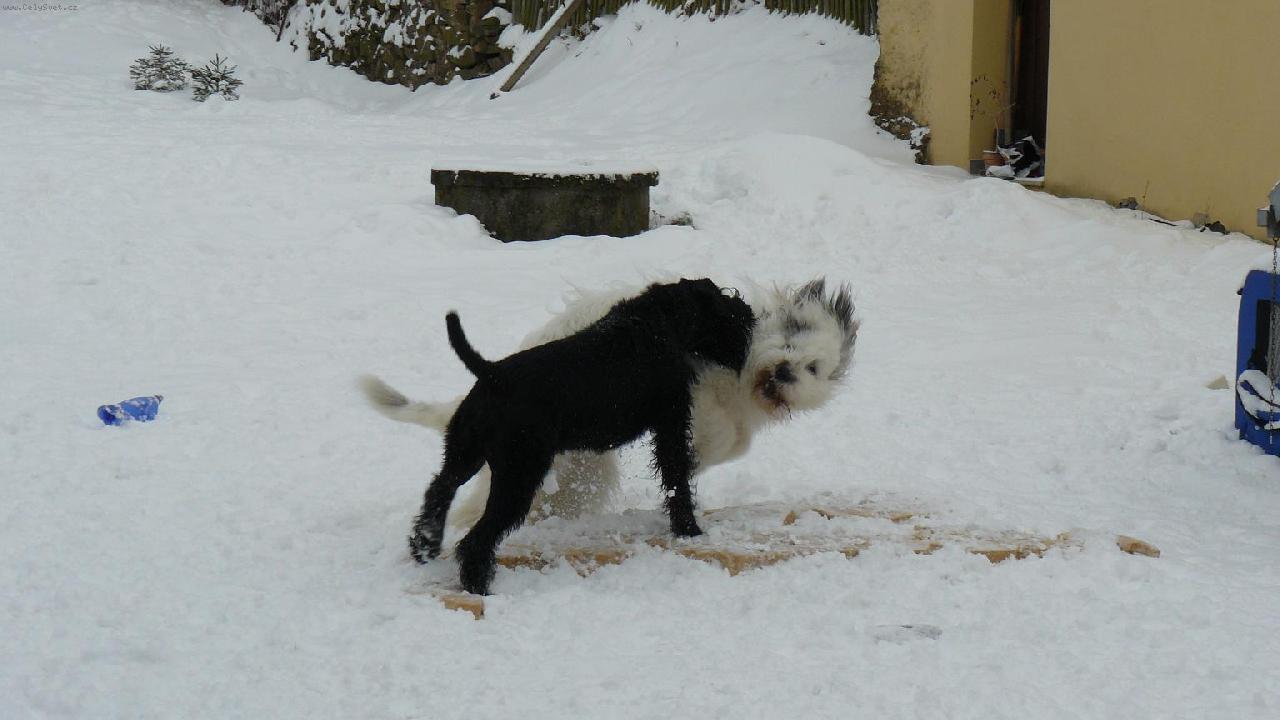 Foto: Brixa a Kar�a