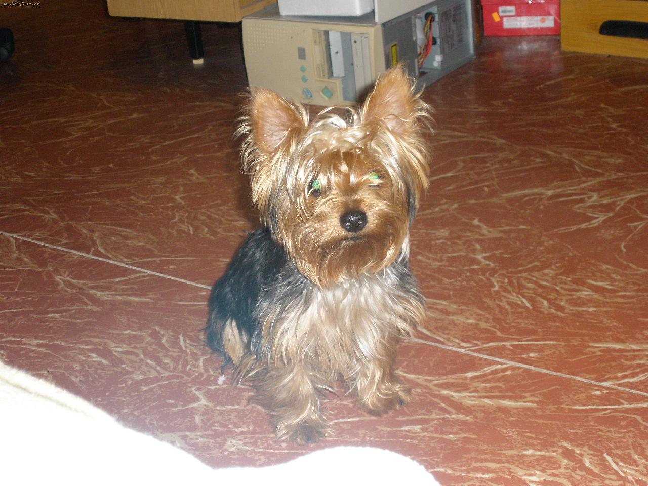 Foto: M�j mil��ek Terry-zlat��ko:)))
