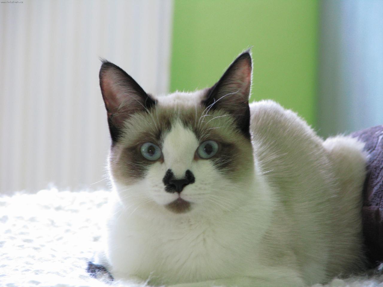 Foto: Miu�ka-Snowshoe - Mia