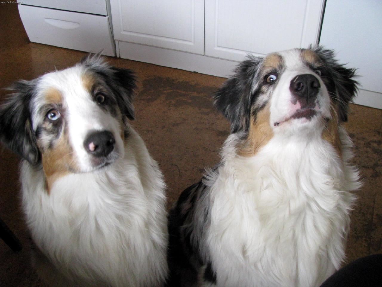 Foto: Asky a Gris Tender Flash