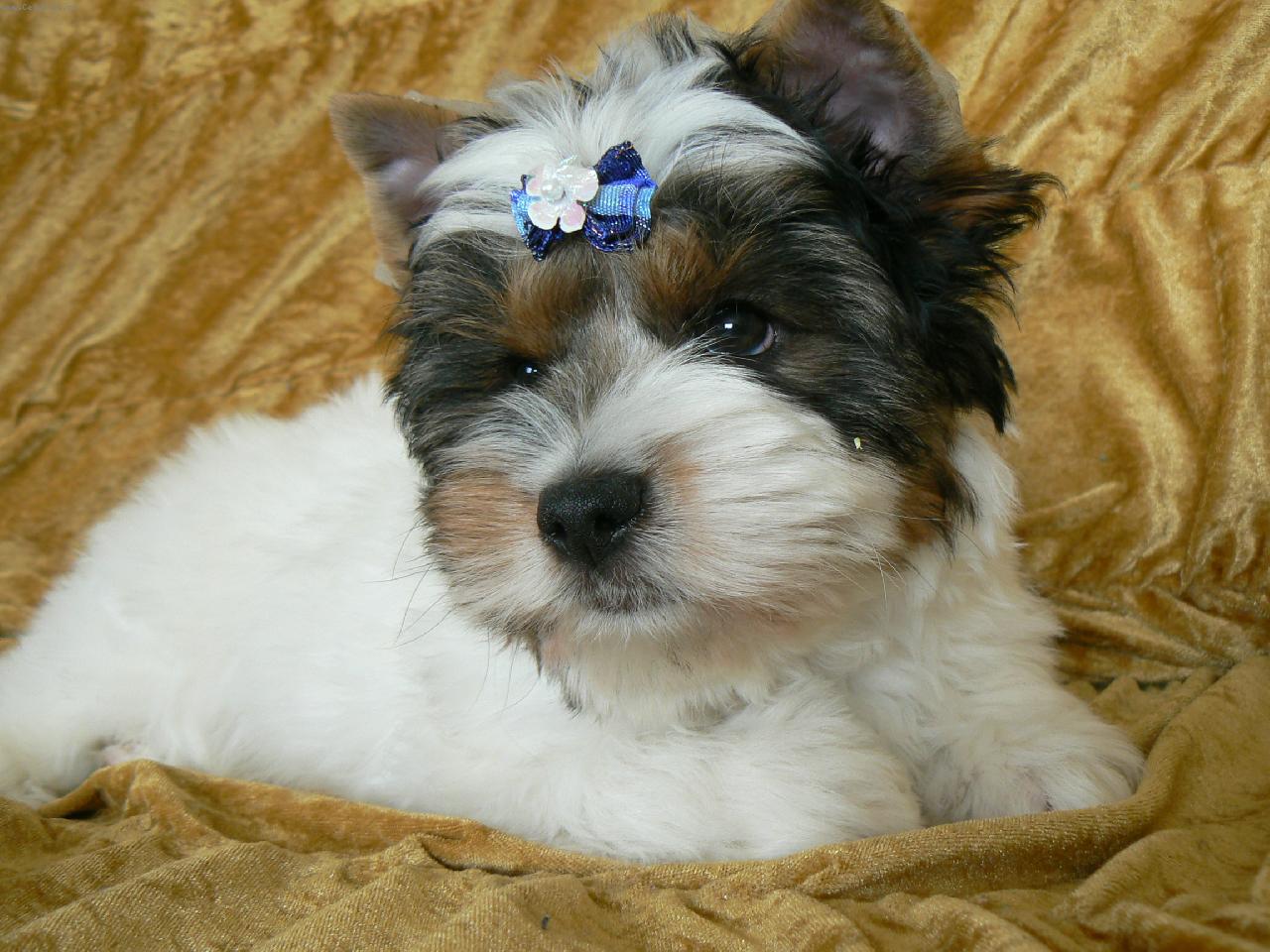 Foto: www.biewer.estranky.cz-En�sek