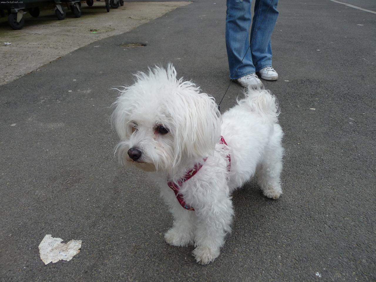 Foto: sle�na Megi na proch�zce