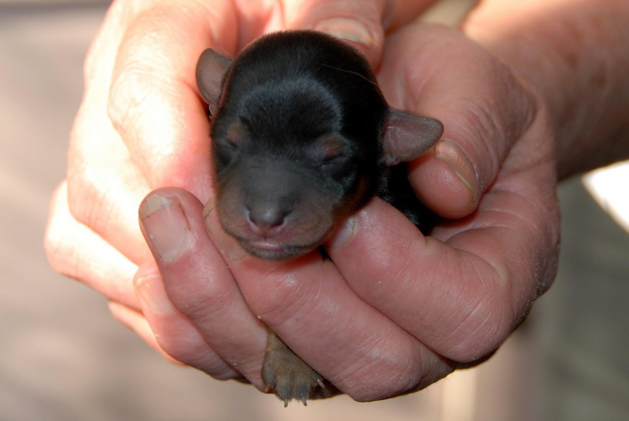 Foto: York��rsk� terier-�t���tko star� jeden den