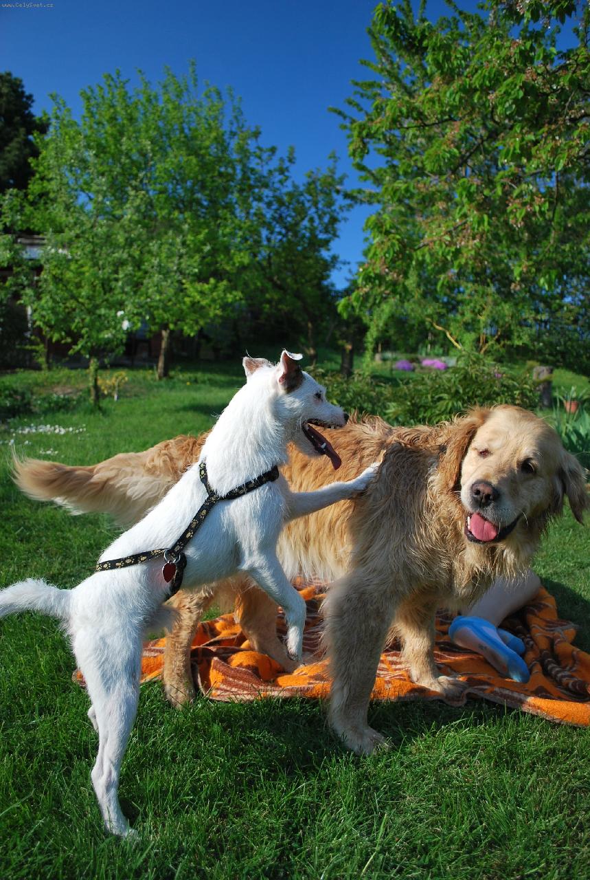 Foto: Barinka a Spike