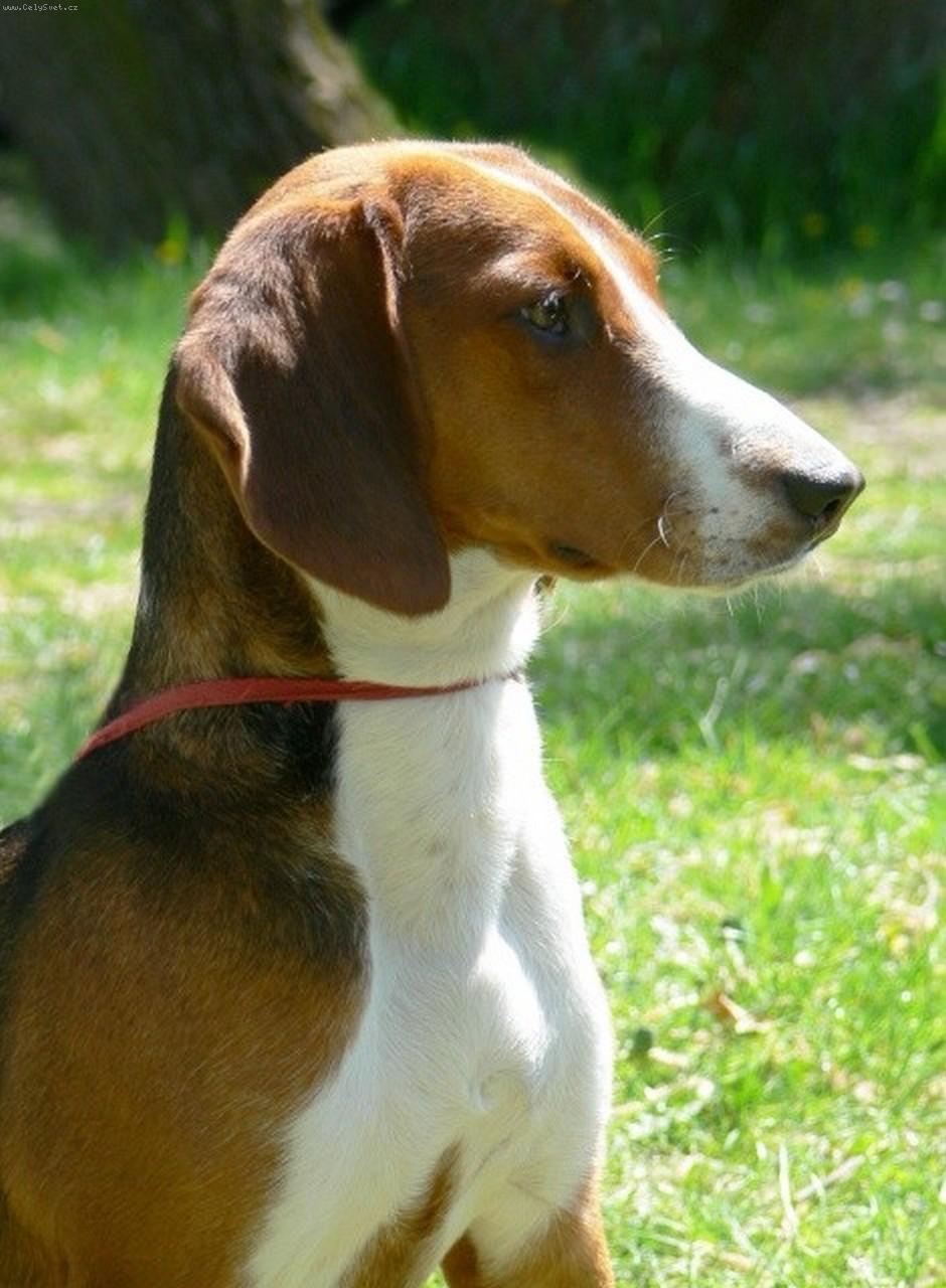 Foto: Aki von der Muskaure Heide