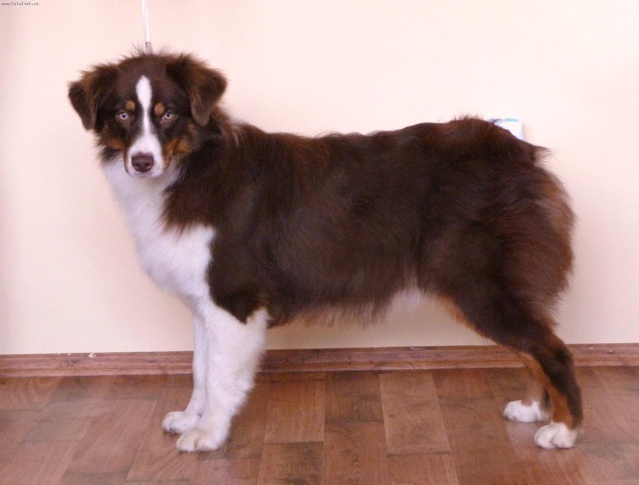 Foto: Prosto Chudo Fleury Red Catawba