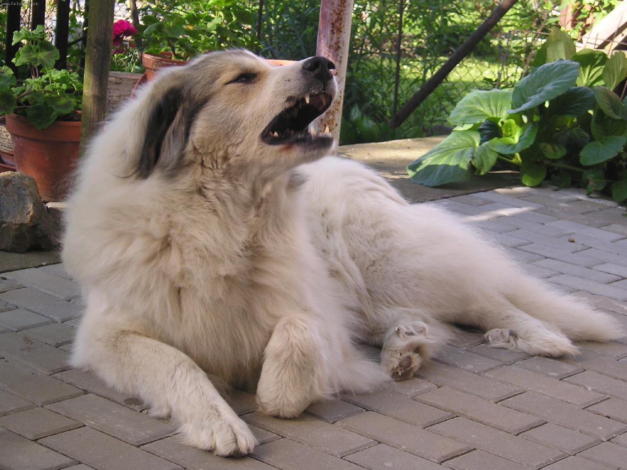 Foto: Charlize DOGMANIA-Roz�ilen� Cherry