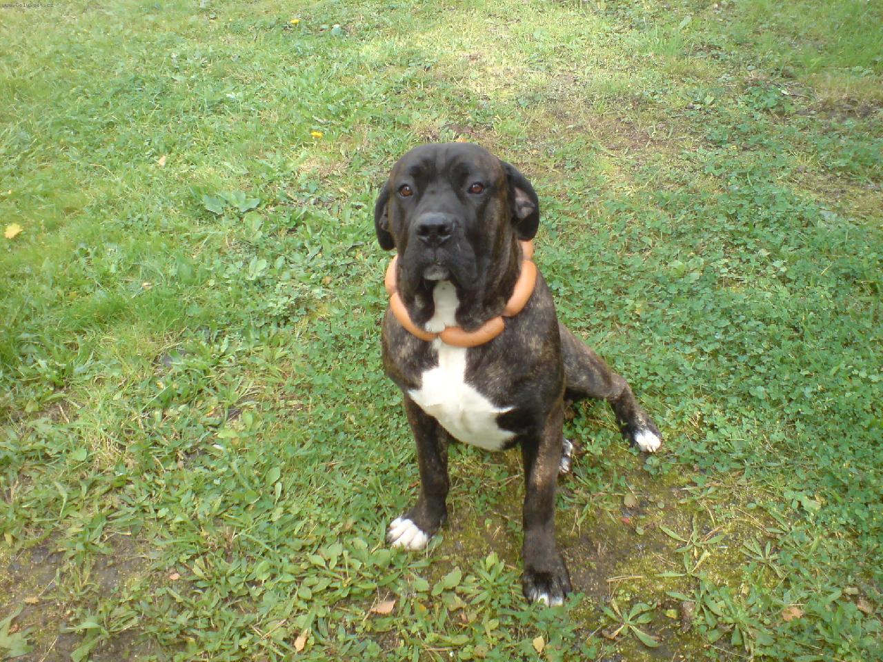 Foto: mou a bu�ty k v�ro��