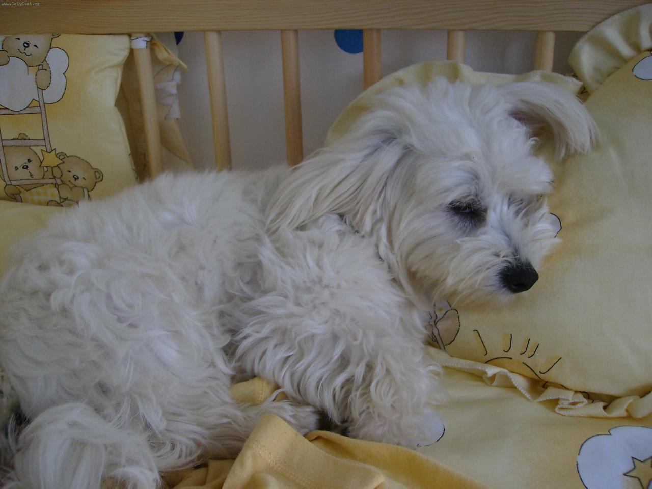 Foto: Mat�sek-Moje zlat��ko