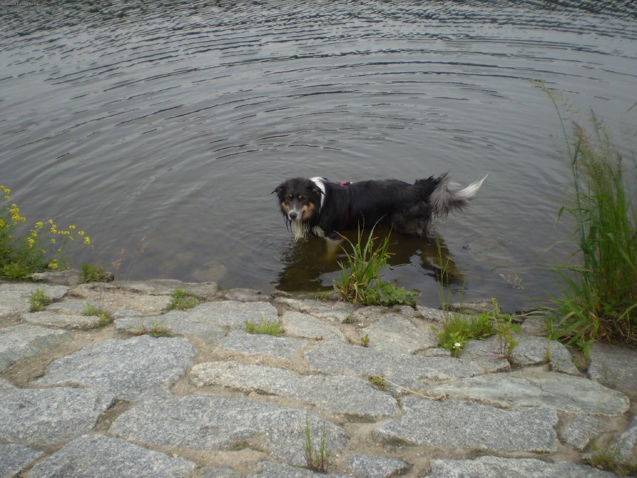 Foto: Artu� od Betl�msk� pastviny