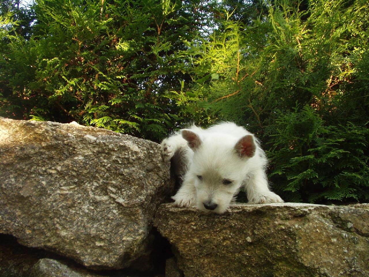 Foto: West�k �RN�-�rn� ve t�ech m�s�c�ch