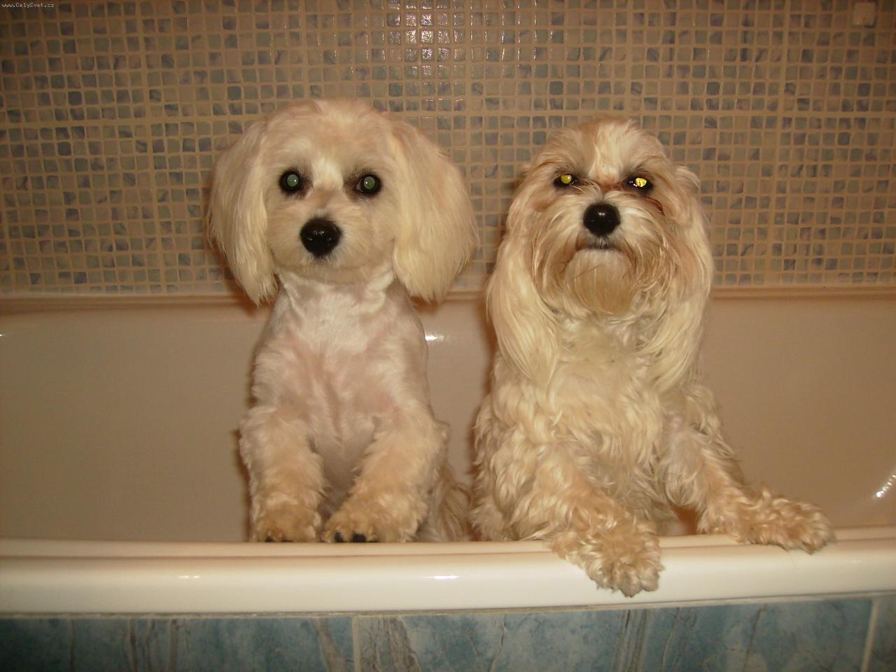 Foto: Spole�n� koup�n�-To se n�m moc nel�b�!