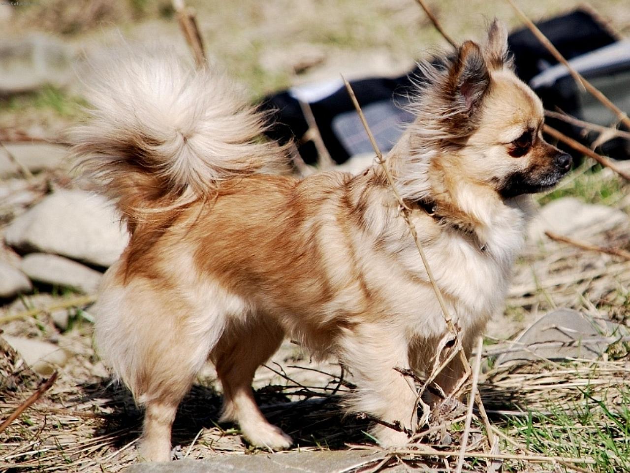 Foto: �ivava CH Celestine Jolly Pixie-CH Celestine Jolly Pixie - chovate�sk� stanica plemena �ivava - chihuhaua z Jant�rovej cesty