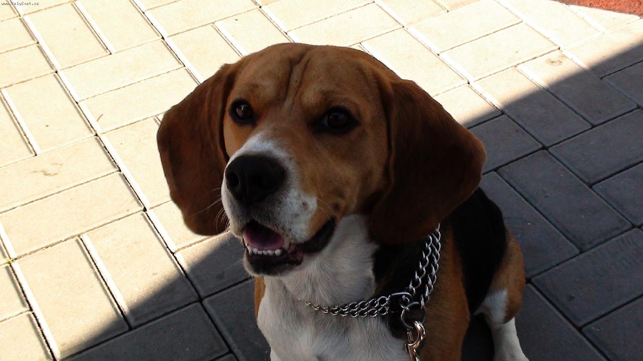 Foto: Bend��-�sm�v