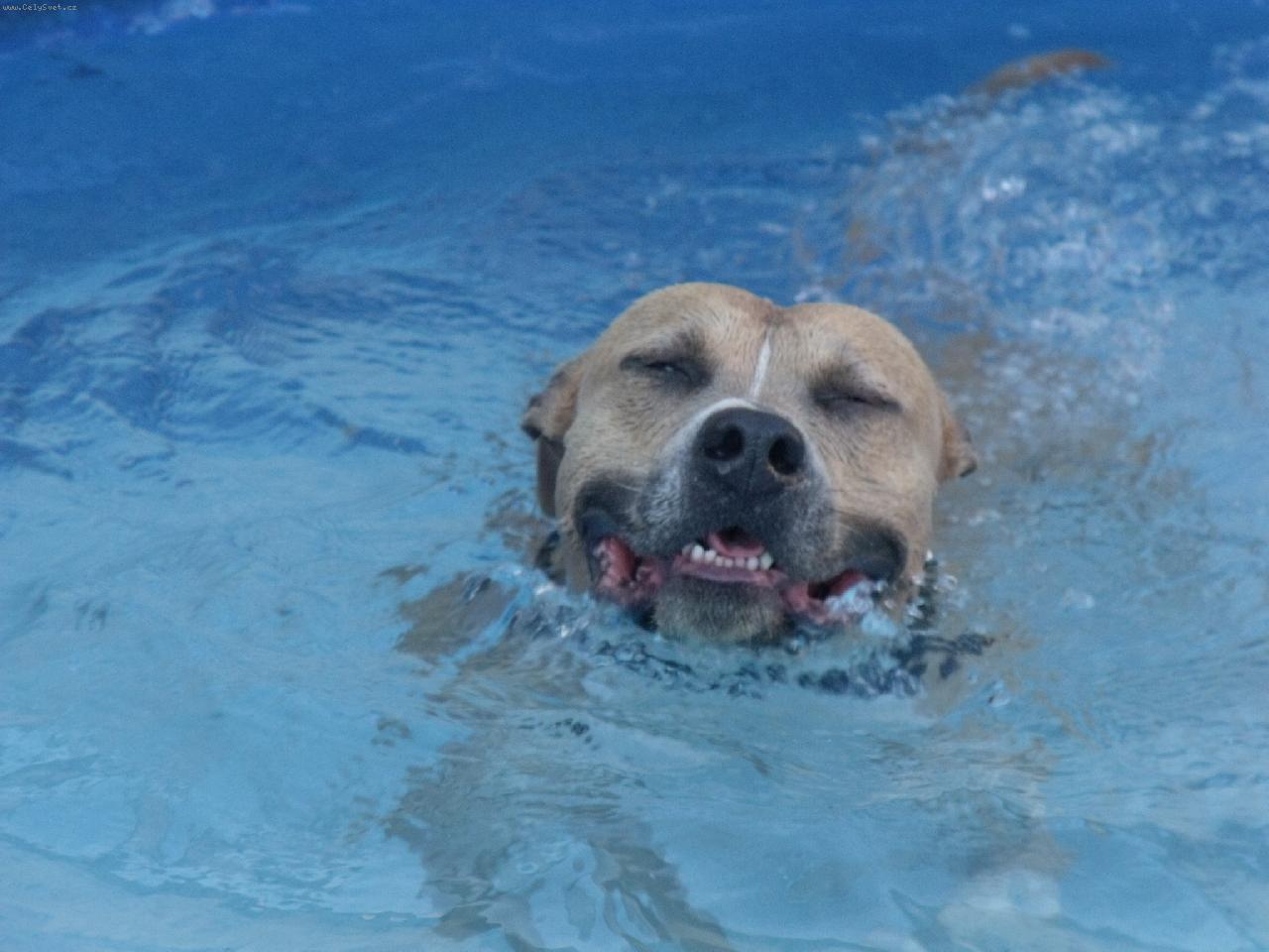 Foto: Arny v baz�nu