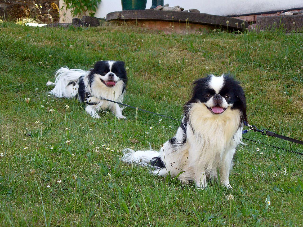 Foto: Chico a Darcy-Dovolen�