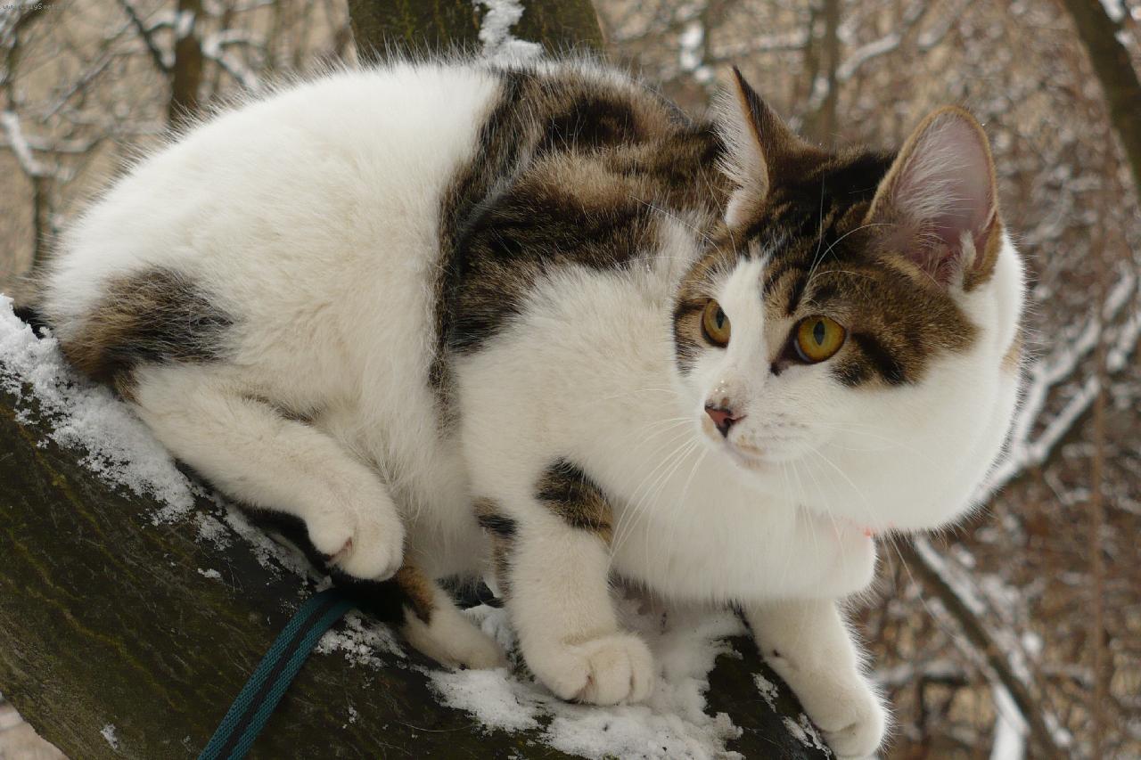 Foto: CHILI-Kurilsk�  bobtail kr�tkosrst�