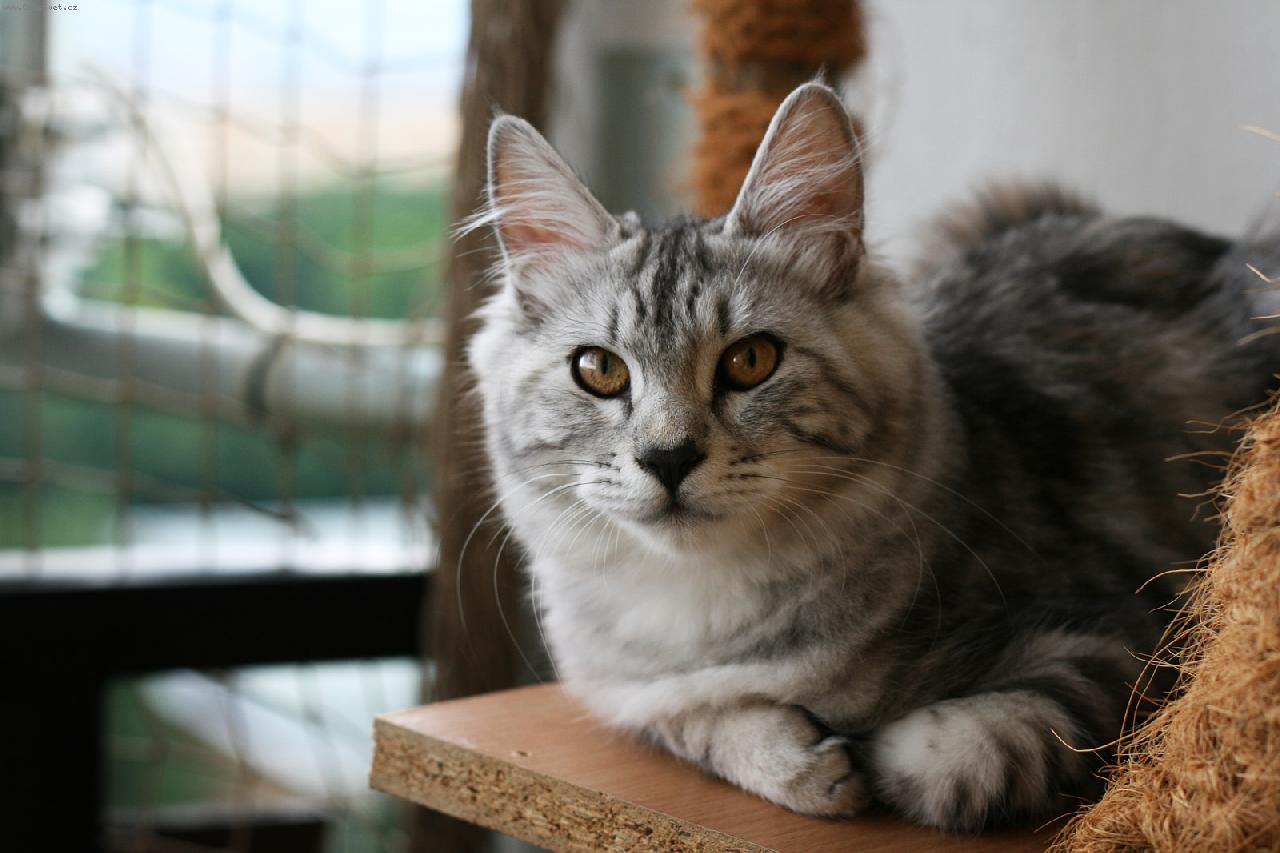 Foto: DK*Amoritos over the Rainbow-Rainbow na balkon�