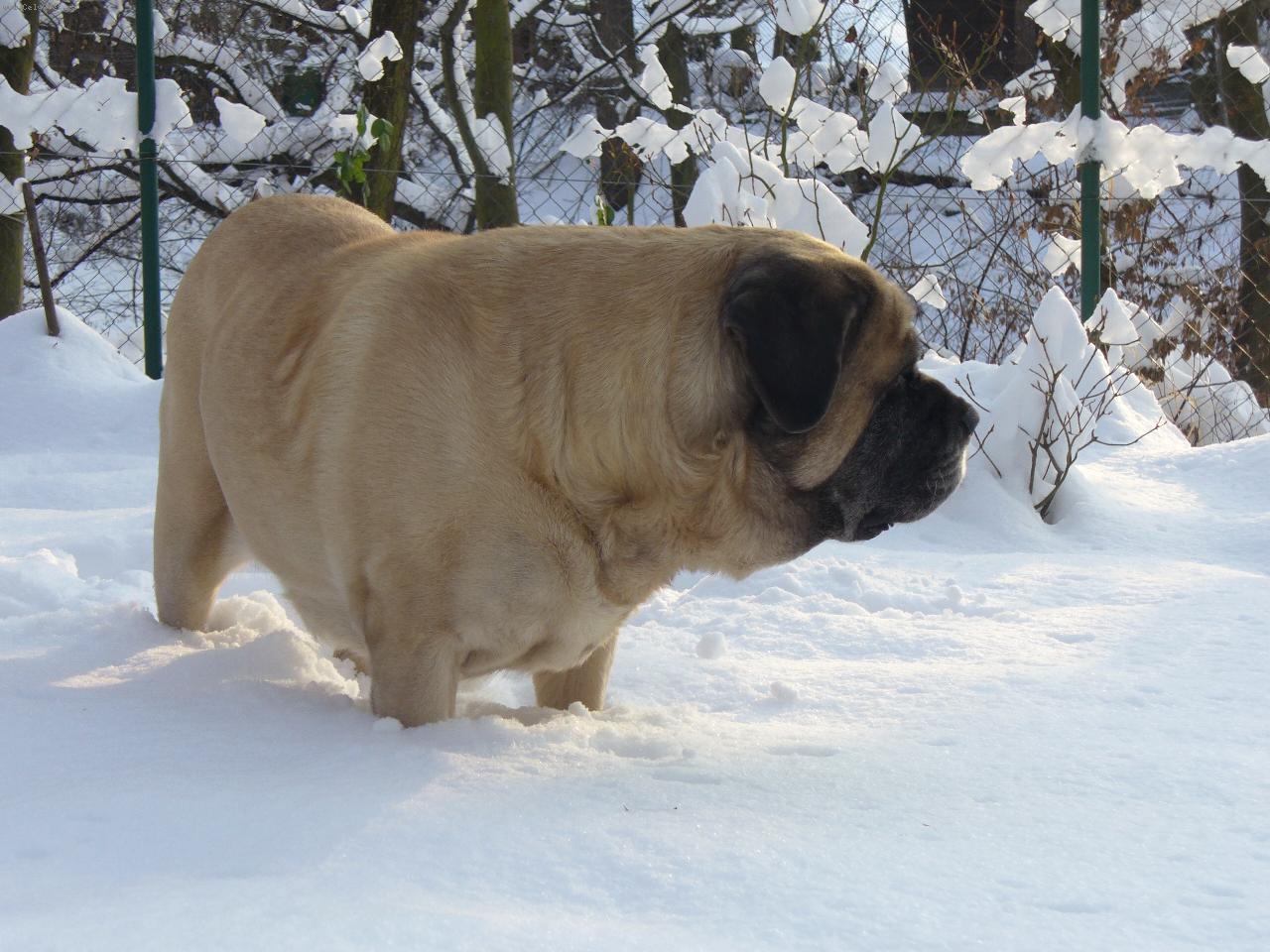 Foto: Nessie Giv �ern� levhart-9 let� fena