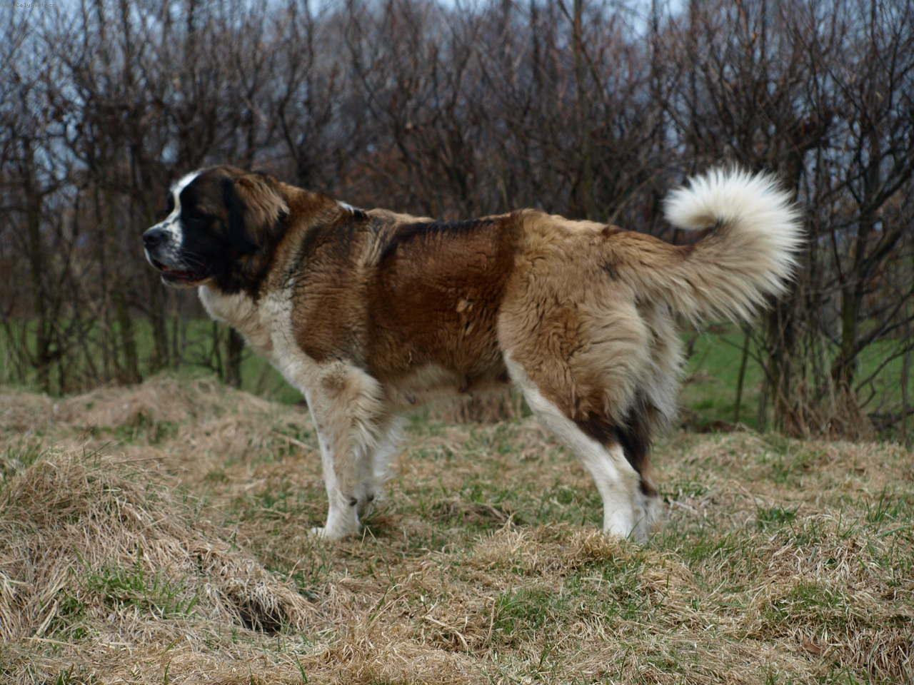 Foto: Moskevsk� str�n� pes