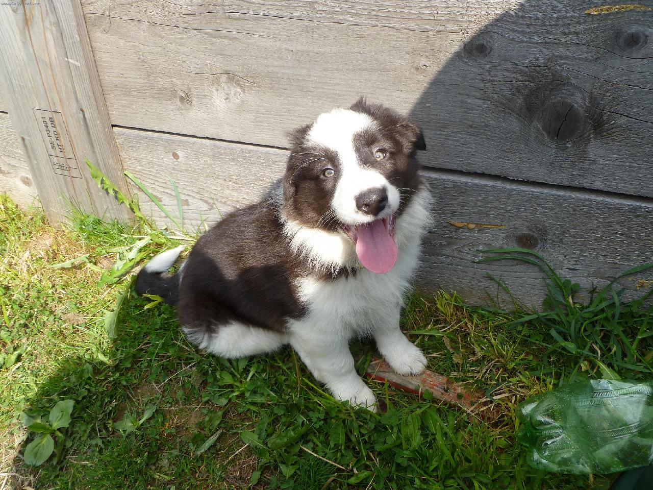 Foto: �t�n� border kolie 9t�dn�