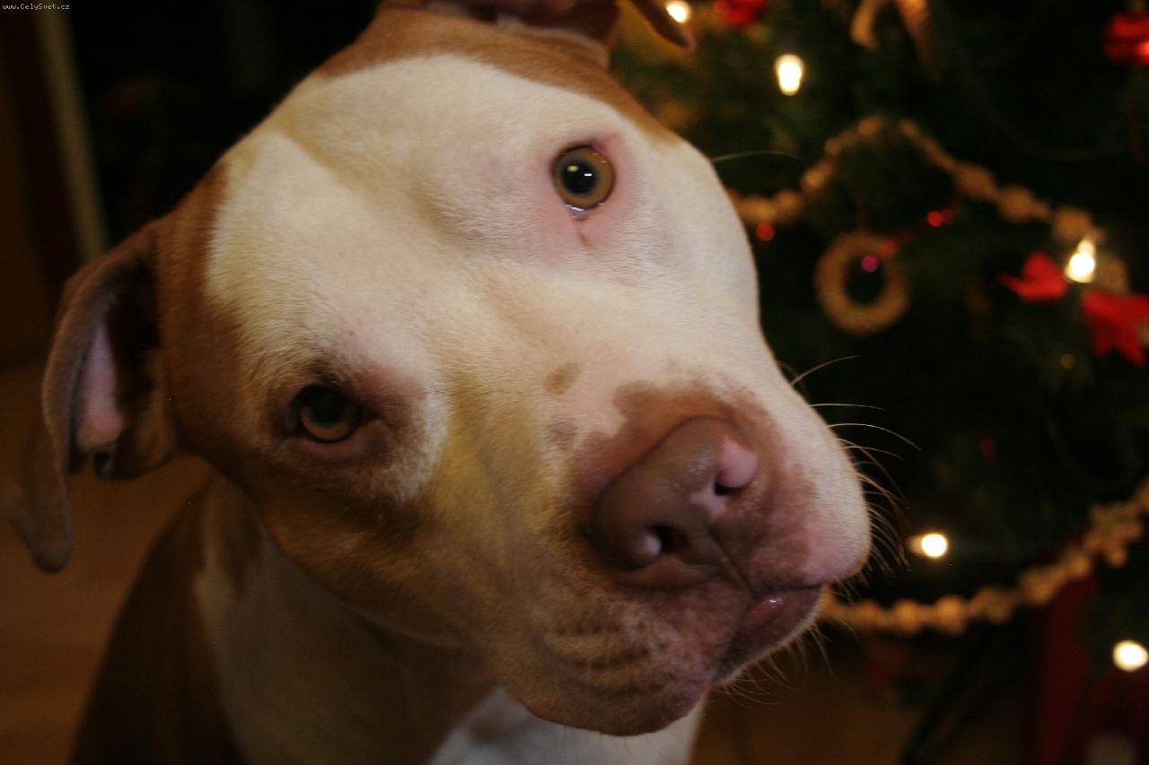 Foto: � mil��ek ALFI - BEN