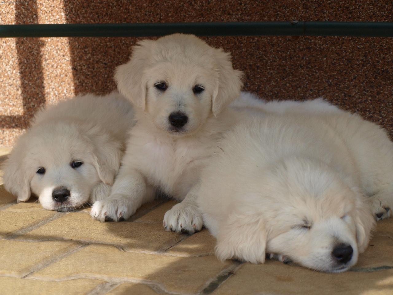 Foto: Slovensk� �uva�