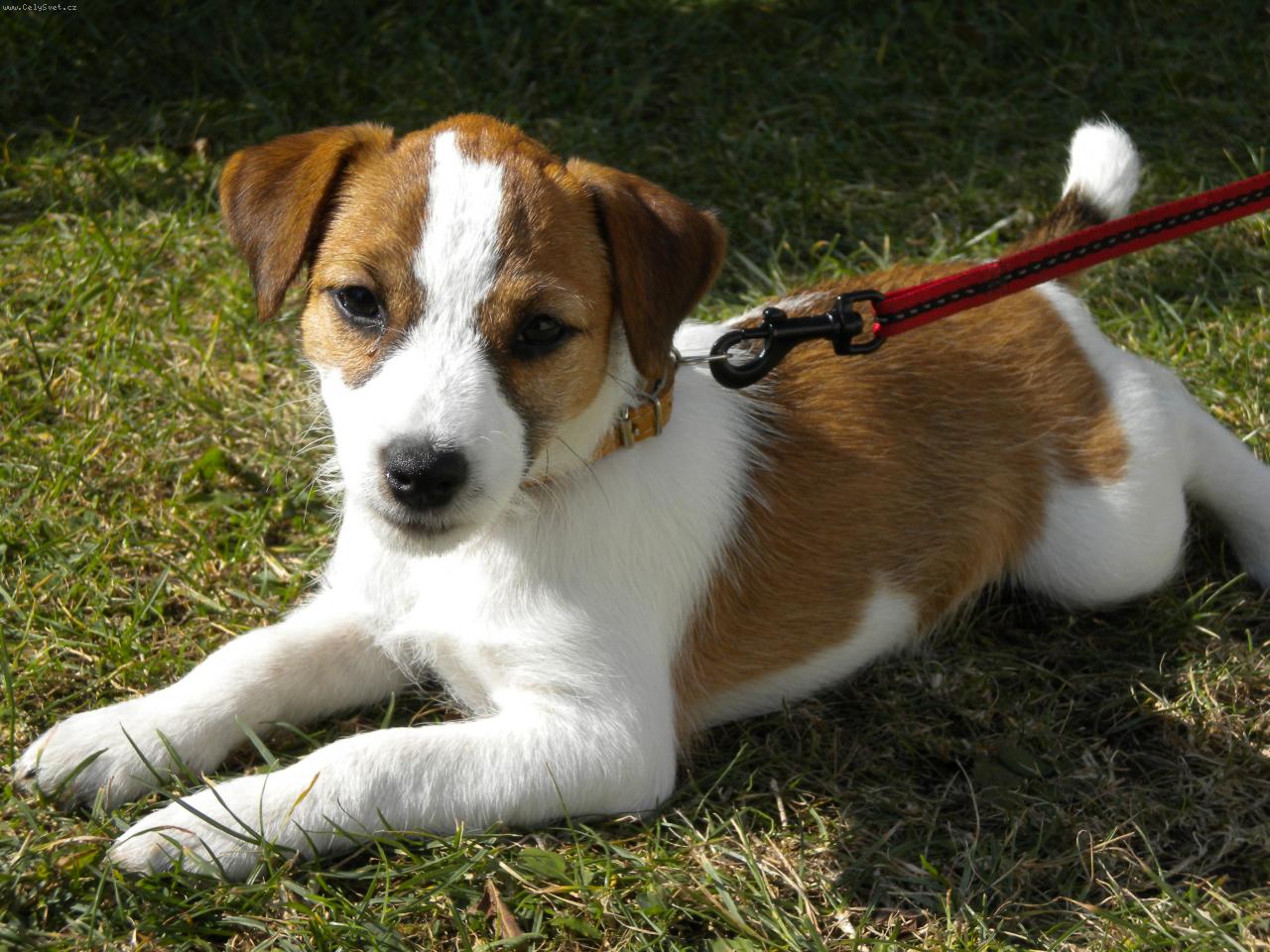 Foto: fenka M�a-na slun��ku