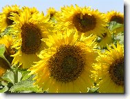 Zlat� slun��ka