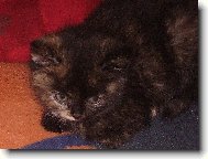 Na�e mal� \"�elvi�ka\"