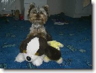 york��rsk� teri�r