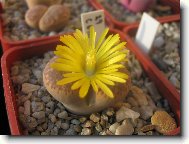 kvetouc� Lithops